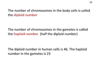 The number of chromosomes in the body cells is called
the diploid number
The number of chromosomes in the gametes is called
the haploid number (half the diploid number)
The diploid number in human cells is 46. The haploid
number in the gametes is 23
14
 