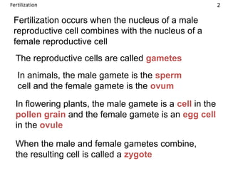Fertilization occurs when the nucleus of a male
reproductive cell combines with the nucleus of a
female reproductive cell
The reproductive cells are called gametes
In animals, the male gamete is the sperm
cell and the female gamete is the ovum
In flowering plants, the male gamete is a cell in the
pollen grain and the female gamete is an egg cell
in the ovule
When the male and female gametes combine,
the resulting cell is called a zygote
2Fertilization
 