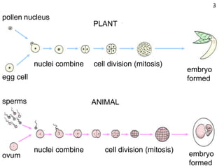 pollen nucleus
egg cell
nuclei combine cell division (mitosis)
embryo
formed
PLANT
sperms
ovum
nuclei combine cell division (mitosis)
embryo
formed
ANIMAL
3
 