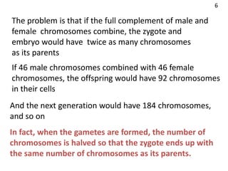 The problem is that if the full complement of male and
female chromosomes combine, the zygote and
embryo would have twice as many chromosomes
as its parents
If 46 male chromosomes combined with 46 female
chromosomes, the offspring would have 92 chromosomes
in their cells
And the next generation would have 184 chromosomes,
and so on
In fact, when the gametes are formed, the number of
chromosomes is halved so that the zygote ends up with
the same number of chromosomes as its parents.
6
 