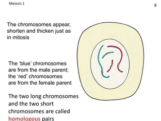 The chromosomes appear,
shorten and thicken just as
in mitosis
The ‘blue’ chromosomes
are from the male parent;
the ‘red’ chromosomes
are from the female parent
The two long chromosomes
and the two short
chromosomes are called
homologous pairs
8Meiosis 1
 