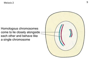 Homologous chromosomes
come to lie closely alongside
each other and behave like
a single chromosome
9Meiosis 2
 