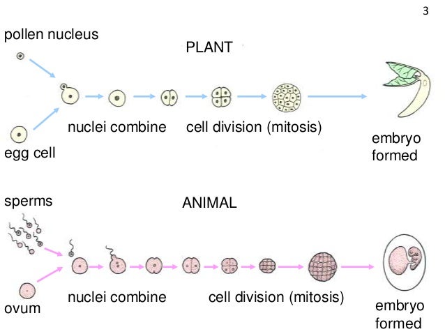 powerpoint meiosis meiosis powerpoint