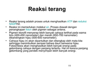 Reaksi terang
• Reaksi terang adalah proses untuk menghasilkan ATP dan reduksi
  NADPH2.
• Reaksi ini memerlukan molekul air. Proses diawali dengan
  penangkapan foton oleh pigmen sebagai antena.
• Pigmen klorofil menyerap lebih banyak cahaya terlihat pada warna
  biru (400-450 nanometer) dan merah (650-700 nanometer)
  dibandingkan hijau (500-600 nanometer).
• Cahaya hijau ini akan dipantulkan dan ditangkap oleh mata kita
  sehingga menimbulkan sensasi bahwa daun berwarna hijau.
  Fotosintesis akan menghasilkan lebih banyak energi pada
  gelombang cahaya dengan panjang tertentu. Hal ini karena panjang
  gelombang yang pendek menyimpan lebih banyak energi.




                                                  11
 