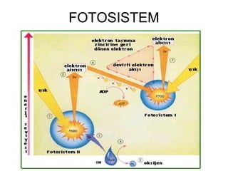 FOTOSISTEM




             14
 