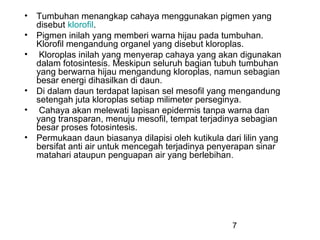 •   Tumbuhan menangkap cahaya menggunakan pigmen yang
    disebut klorofil.
•   Pigmen inilah yang memberi warna hijau pada tumbuhan.
    Klorofil mengandung organel yang disebut kloroplas.
•    Kloroplas inilah yang menyerap cahaya yang akan digunakan
    dalam fotosintesis. Meskipun seluruh bagian tubuh tumbuhan
    yang berwarna hijau mengandung kloroplas, namun sebagian
    besar energi dihasilkan di daun.
•   Di dalam daun terdapat lapisan sel mesofil yang mengandung
    setengah juta kloroplas setiap milimeter perseginya.
•    Cahaya akan melewati lapisan epidermis tanpa warna dan
    yang transparan, menuju mesofil, tempat terjadinya sebagian
    besar proses fotosintesis.
•   Permukaan daun biasanya dilapisi oleh kutikula dari lilin yang
    bersifat anti air untuk mencegah terjadinya penyerapan sinar
    matahari ataupun penguapan air yang berlebihan.




                                                     7
 