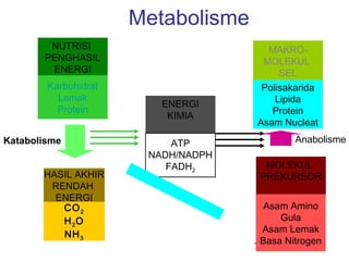 Metabolisme
        NUTRISI                        MAKRO-
       PENGHASIL                      MOLEKUL
        ENERGI                          SEL
        Karbohidrat                  Polisakarida
          Lemak                         Lipida
                         ENERGI
          Protein                      Protein
                          KIMIA
                                    Asam Nucleat
Katabolisme                ATP               Anabolisme
                       NADH/NADPH
                          FADH2       MOLEKUL
       HASIL AKHIR                   PREKURSOR
        RENDAH
         ENERGI
          CO 2                         Asam Amino
          H 2O                            Gula
                                      Asam Lemak
          NH 3
                                    1 Basa Nitrogen
 