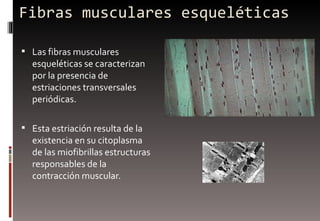 Fibras musculares esqueléticas  <ul><li>Las fibras musculares esqueléticas se caracterizan por la presencia de estriacione...