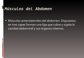 Músculos del Abdomen <ul><li>Músculos anterolaterales del abdomen: Dispuestos en tres capas forman una faja que cubre y su...