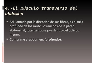 4.-El músculo transverso del abdomen <ul><li>Así llamado por la dirección de sus fibras, es el más profundo de los músculo...