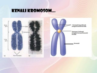 kenali kromosom…
 