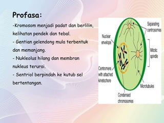 Profasa:
-Kromosom menjadi padat dan berlilin,
kelihatan pendek dan tebal.
- Gentian gelendong mula terbentuk
dan memanjang.
- Nukleolus hilang dan membran
nukleus terurai.
- Sentriol berpindah ke kutub sel
bertentangan.
 