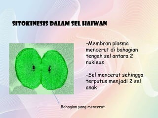 Sitokinesis dalam sel haiwan
-Membran plasma
mencerut di bahagian
tengah sel antara 2
nukleus
-Sel mencerut sehingga
terputus menjadi 2 sel
anak
Bahagian yang mencerut
 