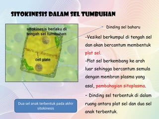 Sitokinesis dalam sel tumbuhan
-Vesikel berkumpul di tengah sel
dan akan bercantum membentuk
plat sel.
-Plat sel berkembang ke arah
luar sehingga bercantum semula
dengan membran plasma yang
asal, pembahagian sitoplasma.
- Dinding sel terbentuk di dalam
ruang antara plat sel dan dua sel
anak terbentuk.
Dua sel anak terbentuk pada akhir
sitokinesis
Dinding sel baharu
 