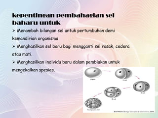 kepentingan pembahagian sel
baharu untuk
 Menambah bilangan sel untuk pertumbuhan demi
kemandirian organisma
 Menghasilkan sel baru bagi mengganti sel rosak, cedera
atau mati.
 Menghasilkan individu baru dalam pembiakan untuk
mengekalkan spesies.
 