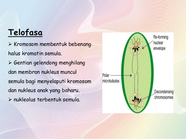 5 1 Mitosis Tingkatan 4