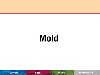 Mold 