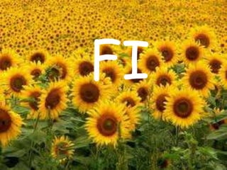 FI
 