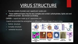 VIRUS STRUCTURE
 Virus are consists of protein coat ( capsid) and nucleic acid .
 These additional layers may be very complex and contain carbohydrates, lipids and and
additional protein also known as envelop.
CAPSID:-- capsid are made up of capsomere unit
.Capsid are provided the arrengment in different different shape of size in virus.
 Helicle structure
 Complex structure
 isohedral structure
 