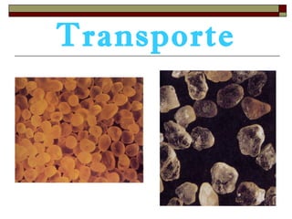 Transporte 
 