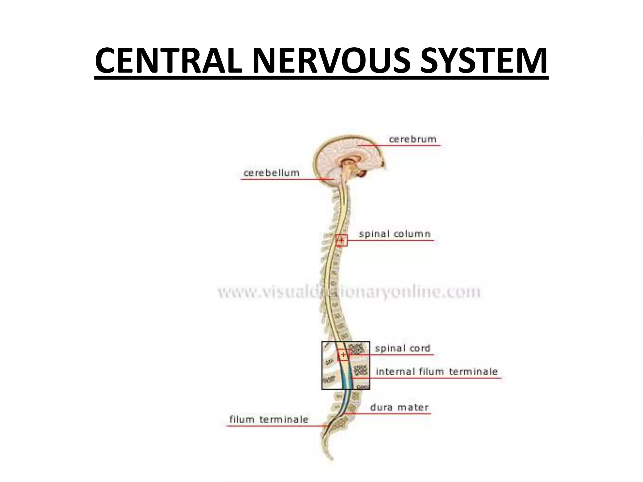 CENTRAL NERVOUS SYSTEM