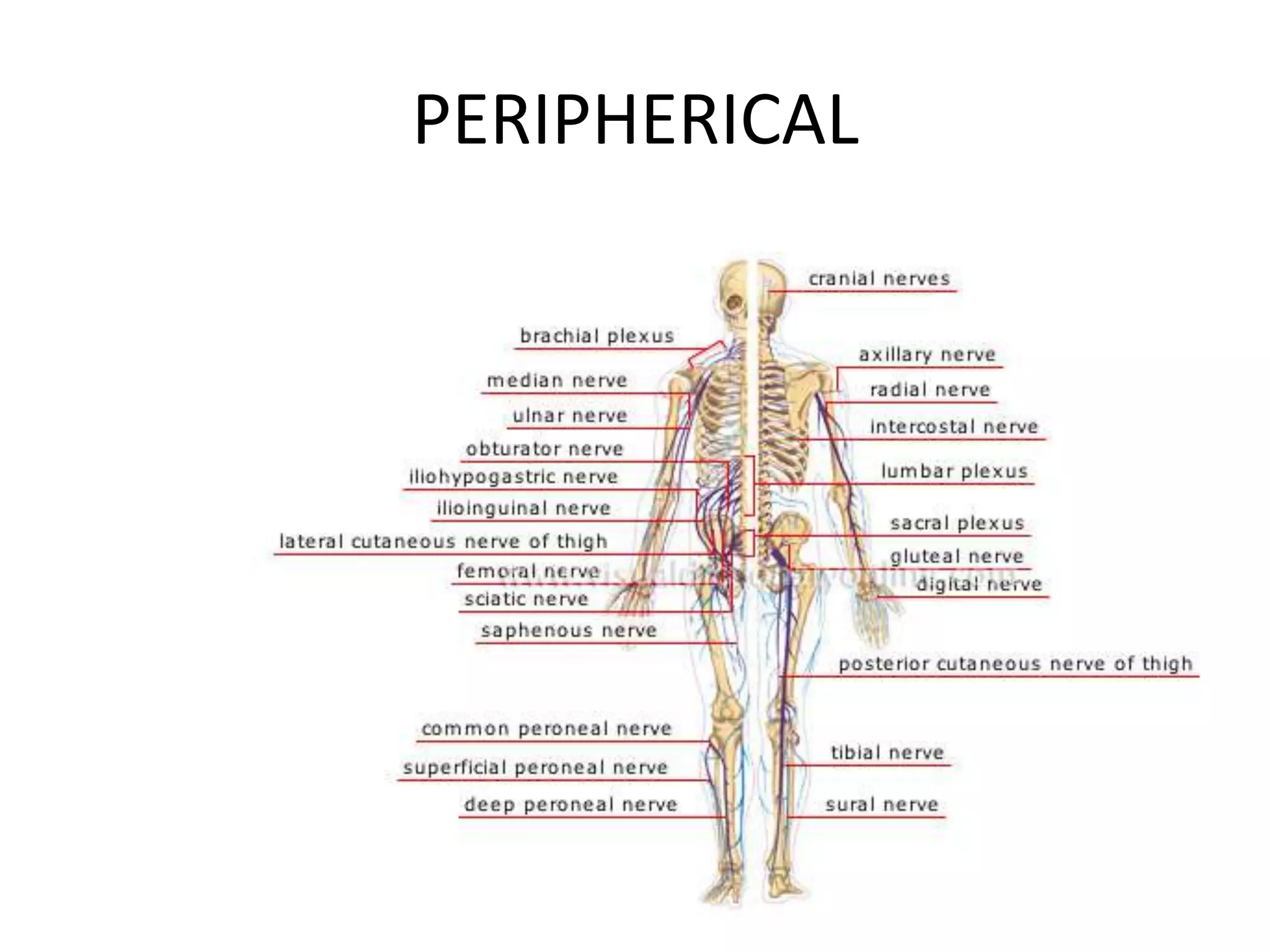 PERIPHERICAL