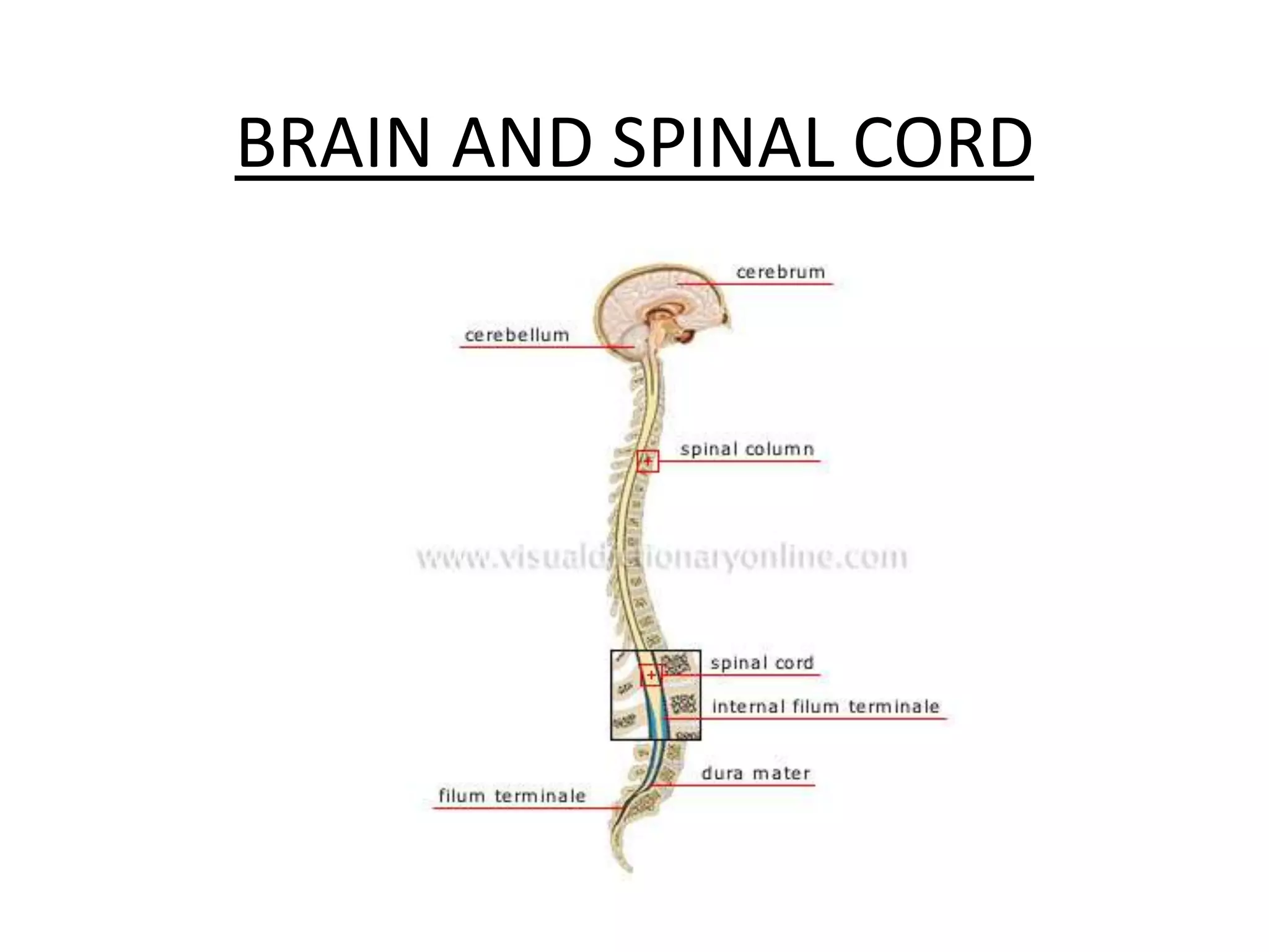 BRAIN AND SPINAL CORD