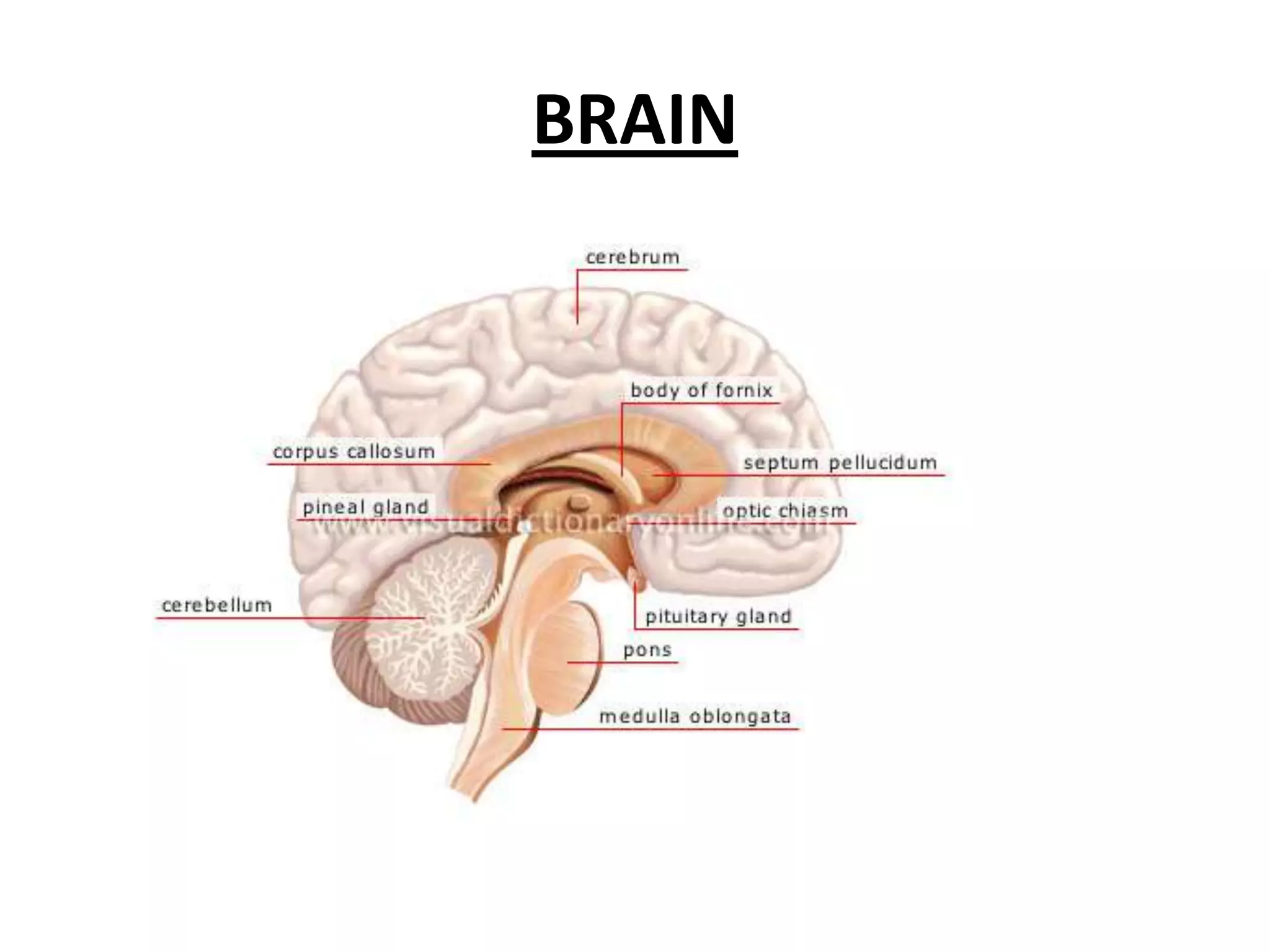 BRAIN