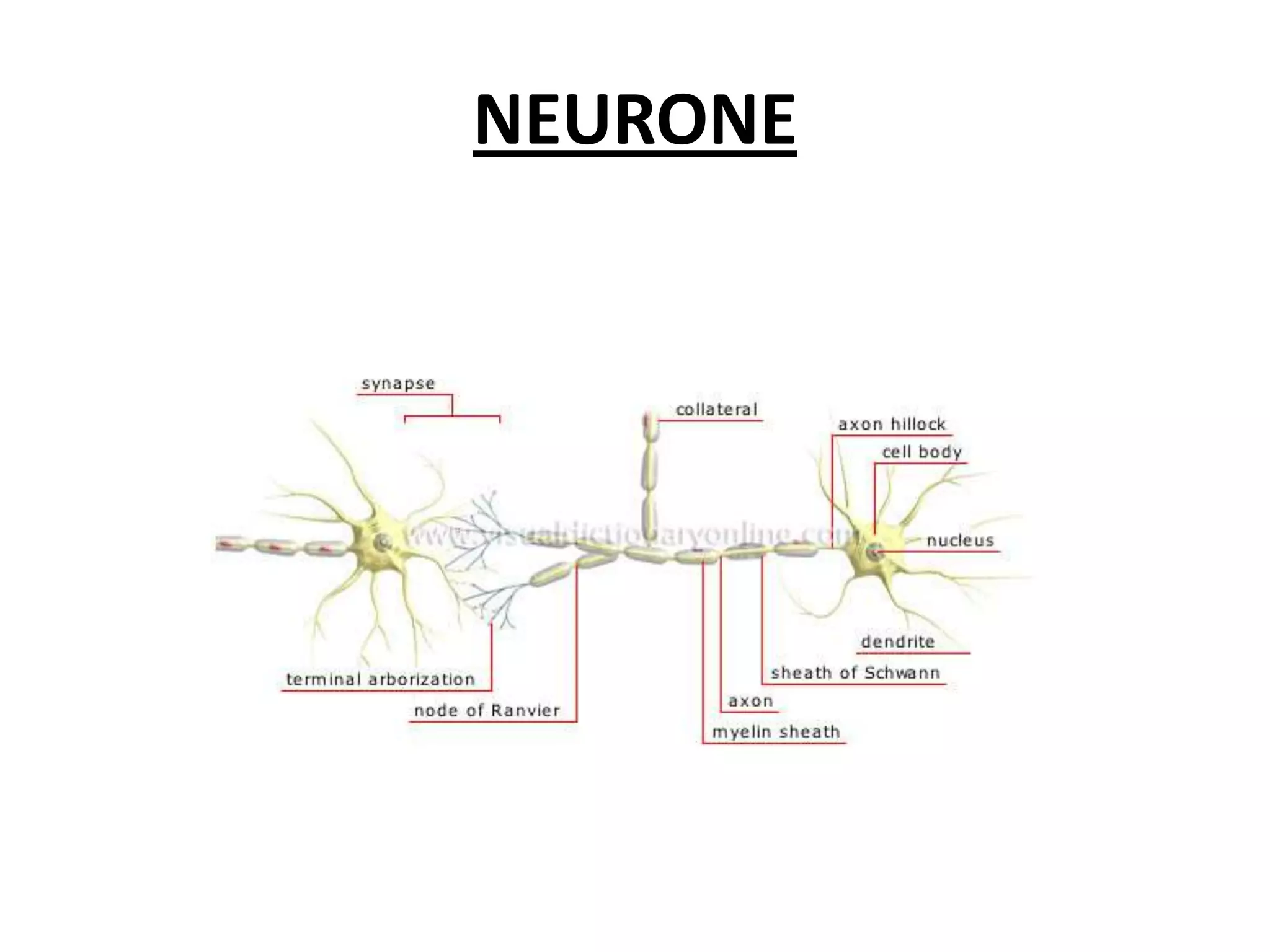 NEURONE