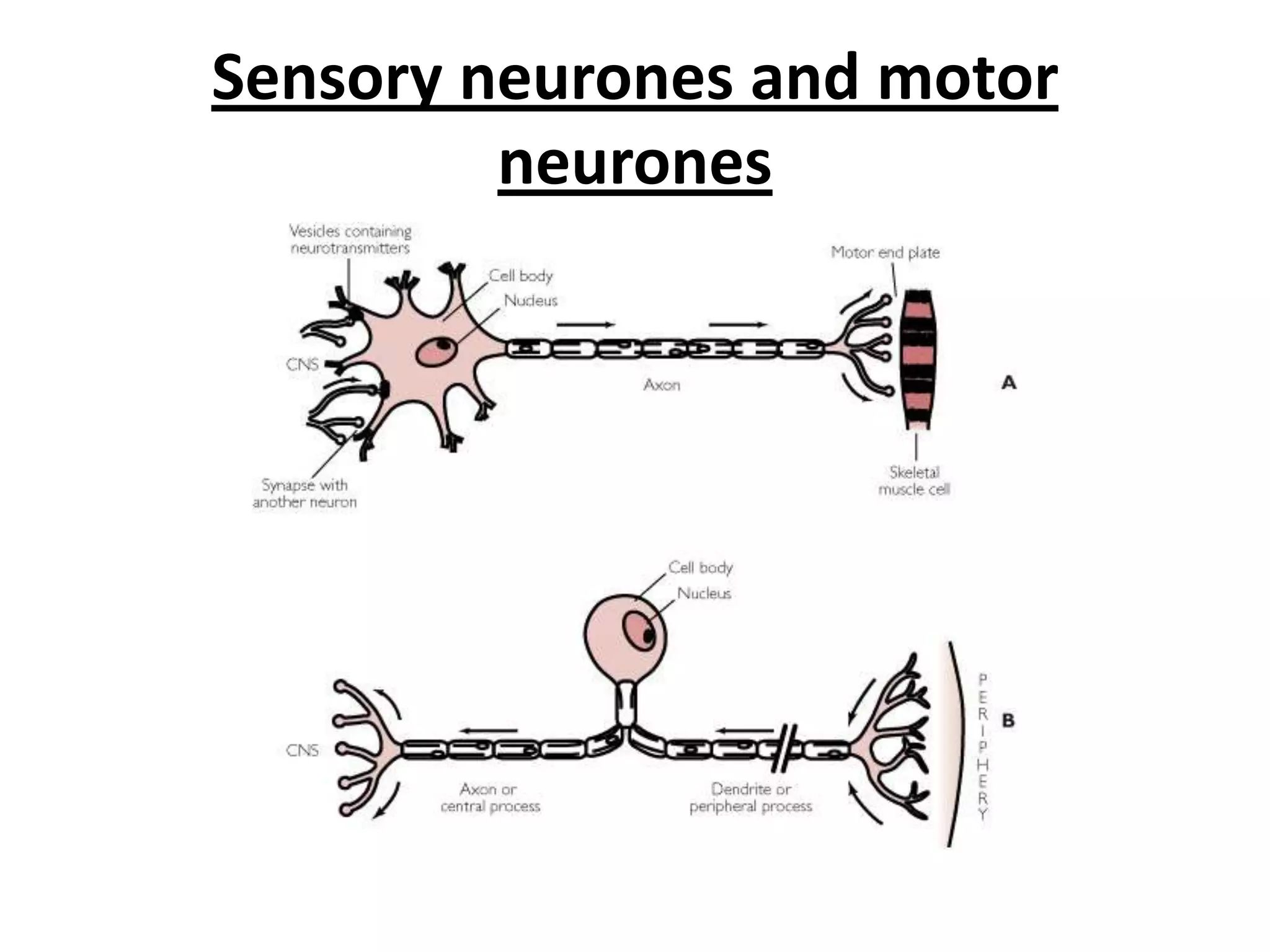 Sensory neurones and motor
neurones