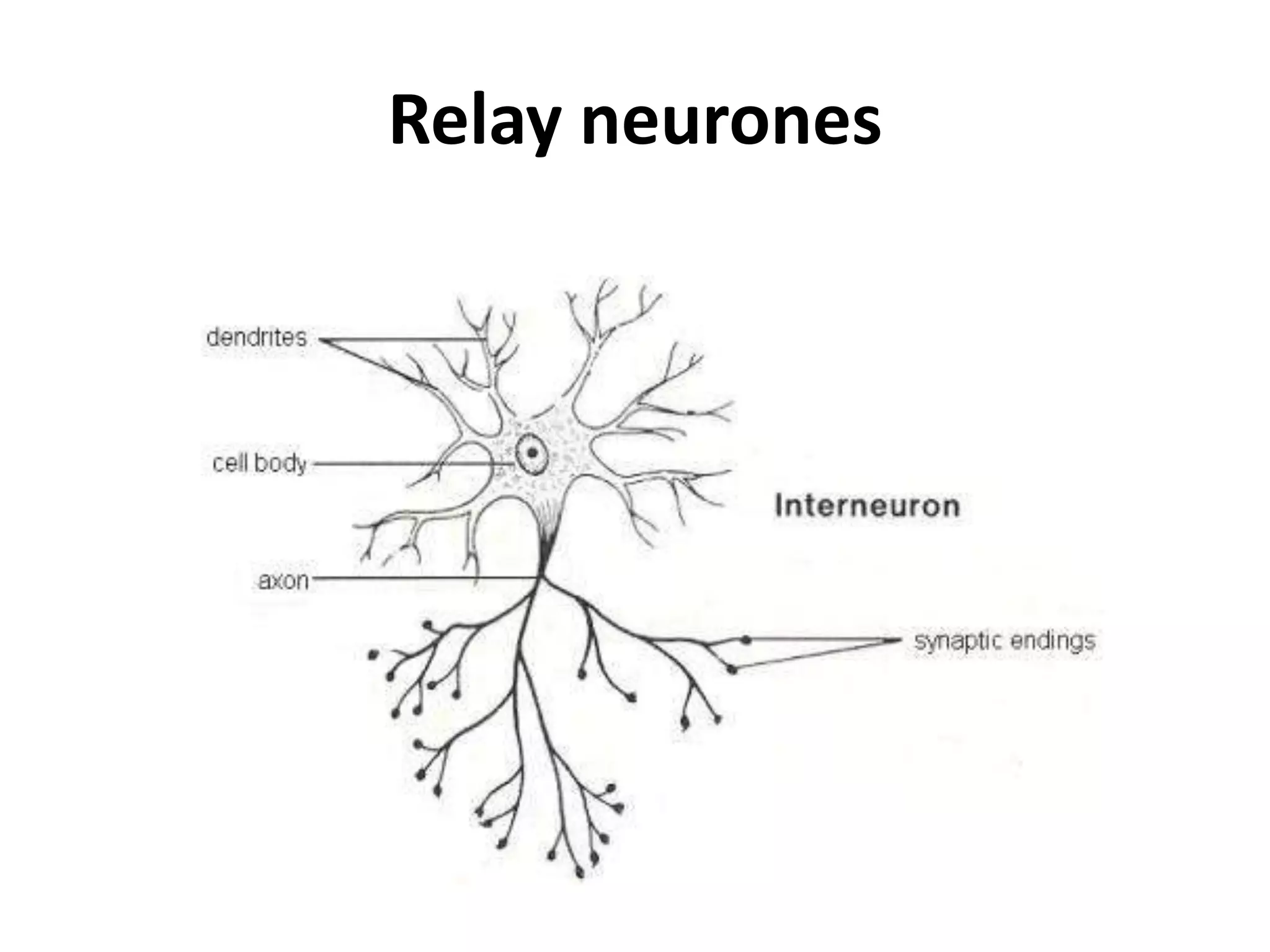 Relay neurones