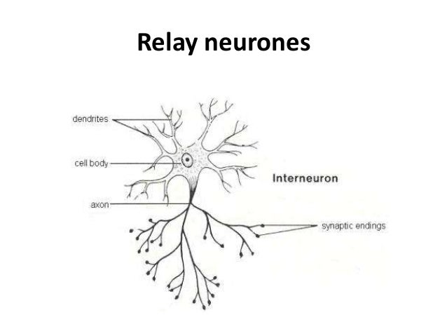 Powerpoint Nervous System Powerpoint Nervous System