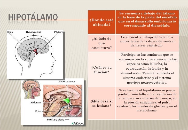 Que Pasaria Si No Tuvieramos Sistema Nervioso