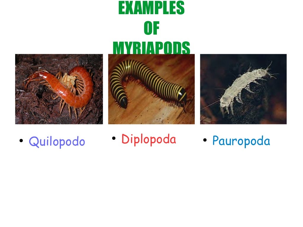 ARACHNIDS AND MYRIAPODS