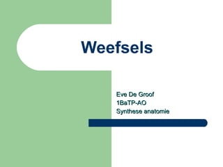 Weefsels Eve De Groof 1BaTP-AO Synthese anatomie 