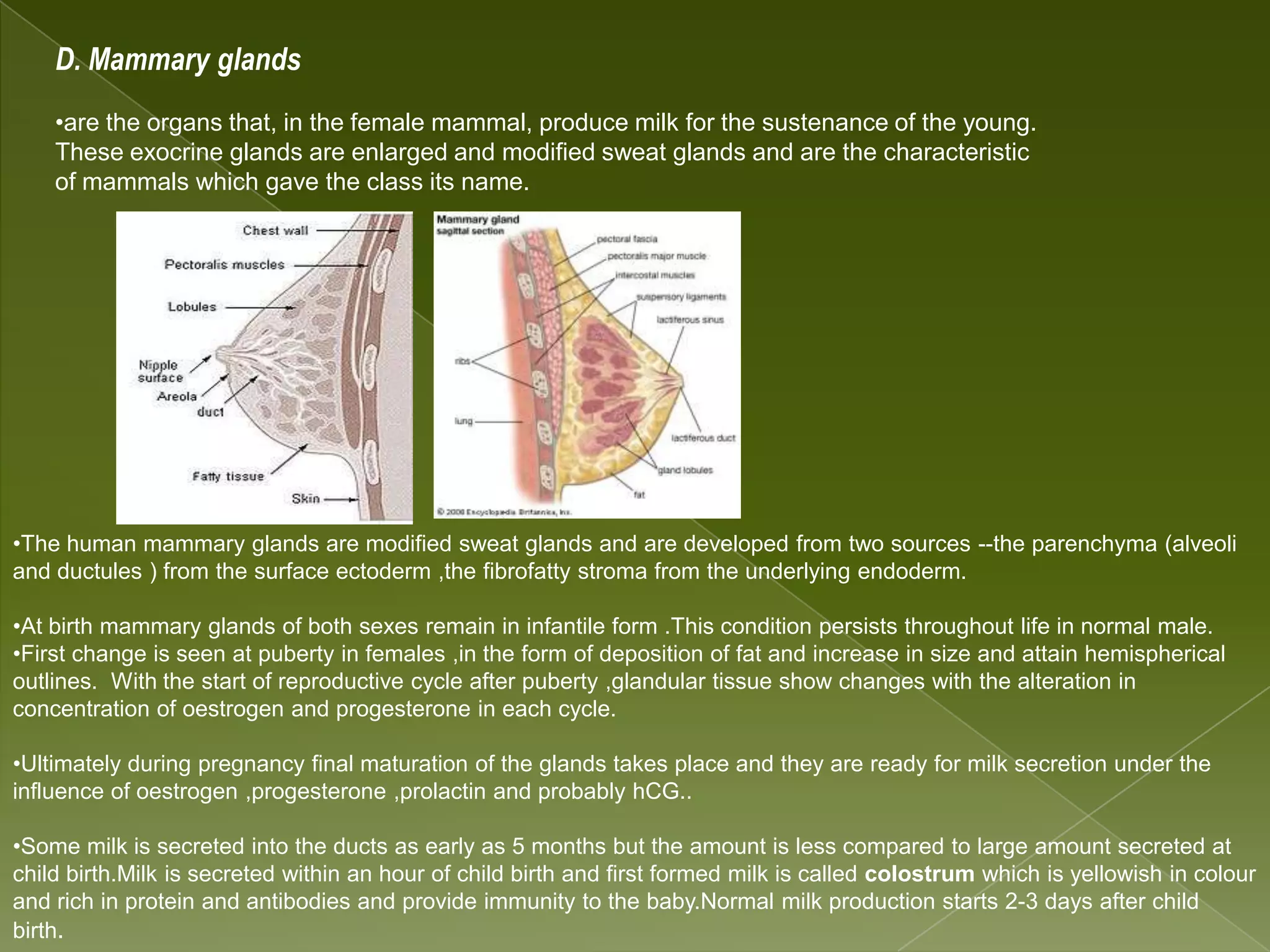 Powerpoint of integumentary syytem | PPTX | Skin and Dermatology ...