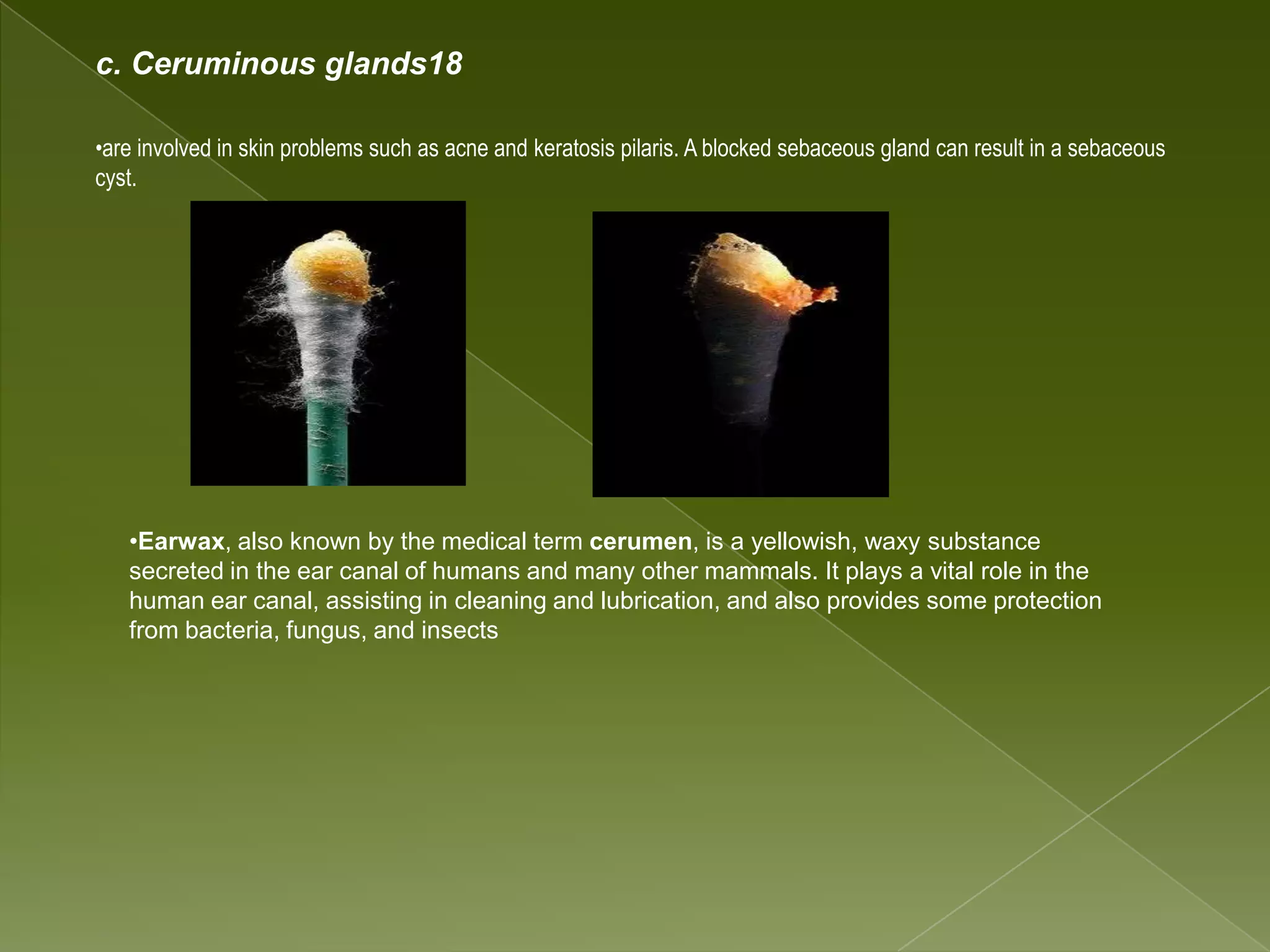Powerpoint of integumentary system of vertebrates | PPTX