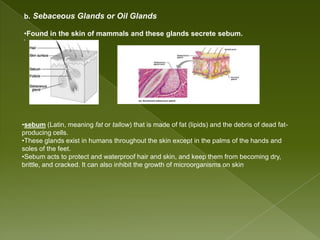 Powerpoint of integumentary system of vertebrates | PPTX
