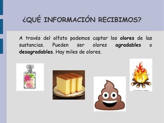¿QUÉ INFORMACIÓN RECIBIMOS?
A través del olfato podemos captar los olores de las
sustancias. Pueden ser olores agradables o
desagradables. Hay miles de olores.