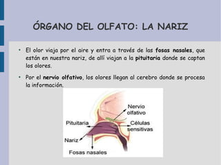 ÓRGANO DEL OLFATO: LA NARIZ
●
El olor viaja por el aire y entra a través de las fosas nasales, que
están en nuestra nariz, de allí viajan a la pituitaria donde se captan
los olores.
●
Por el nervio olfativo, los olores llegan al cerebro donde se procesa
la información.