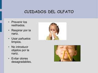 CUIDADOS DEL OLFATO
● Prevenir los
resfriados.
● Respirar por la
nariz.
● Usar pañuelos
limpios.
● No introducir
objetos por la
nariz.
● Evitar olores
desagradables.