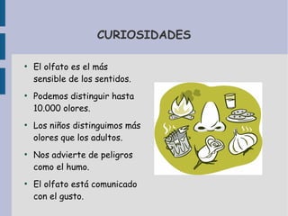 CURIOSIDADES
●
El olfato es el más
sensible de los sentidos.
●
Podemos distinguir hasta
10.000 olores.
●
Los niños distinguimos más
olores que los adultos.
●
Nos advierte de peligros
como el humo.
●
El olfato está comunicado
con el gusto.