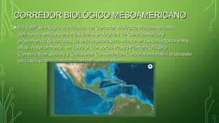 CORREDOR BIOLÓGICO MESOAMERICANOCORREDOR BIOLÓGICO MESOAMERICANO
• En 1997 se integró la iniciativa del Corredor Biológico Mesoamericano,En 1997 se integró la iniciativa del Corredor Biológico Mesoamericano,
definiendo enlaces entre las áreas protegidas de Centroamérica ydefiniendo enlaces entre las áreas protegidas de Centroamérica y
proponiendo desarrollos de bajo impacto para mantener los corredores entreproponiendo desarrollos de bajo impacto para mantener los corredores entre
ellas. Anteriormente, en 1990 el Consorcio Paseo Pantera (Wildlifeellas. Anteriormente, en 1990 el Consorcio Paseo Pantera (Wildlife
Conservation Society y Caribbean Conservation Corporation) había propuestoConservation Society y Caribbean Conservation Corporation) había propuesto
una idea similar conocida como Paseo Pantera.una idea similar conocida como Paseo Pantera.
 