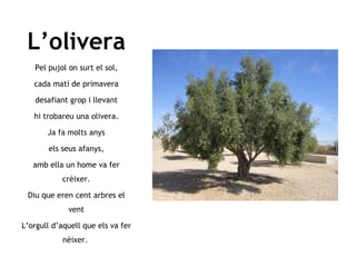 Power point olivera 