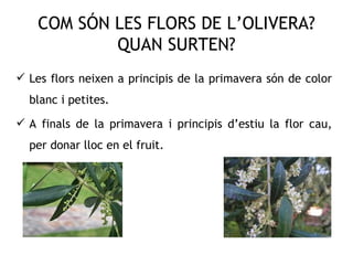 Power point olivera 