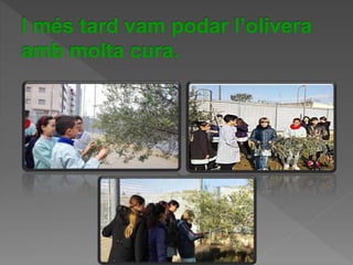 Power Point Olivera1