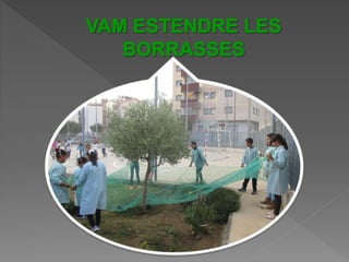 Power Point Olivera1