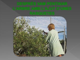 Power Point Olivera1