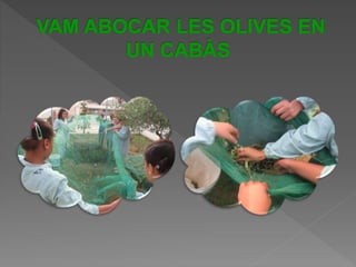 Power Point Olivera1