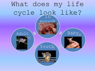 What does my life
cycle look like?In
pouch
Baby
Youth
Adult
 